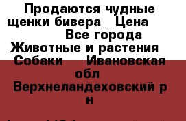 Продаются чудные щенки бивера › Цена ­ 25 000 - Все города Животные и растения » Собаки   . Ивановская обл.,Верхнеландеховский р-н